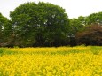 昭和記念公園の菜の花