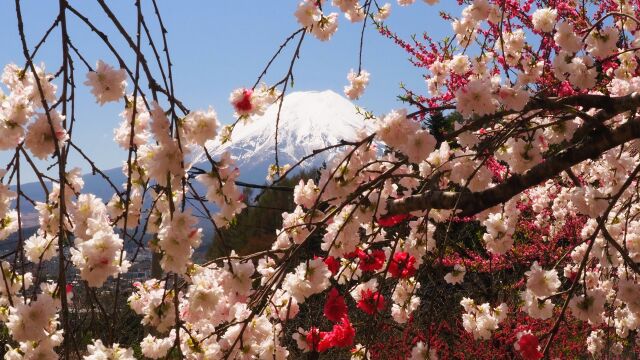 富士見孝徳公園の花桃と富士山