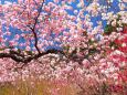 富士見孝徳公園の花桃
