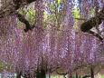 住雲寺の藤の花 2