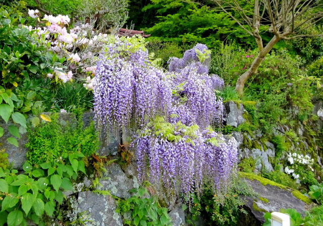 石垣に咲く藤の花