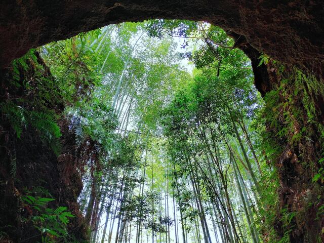 新緑の竹林