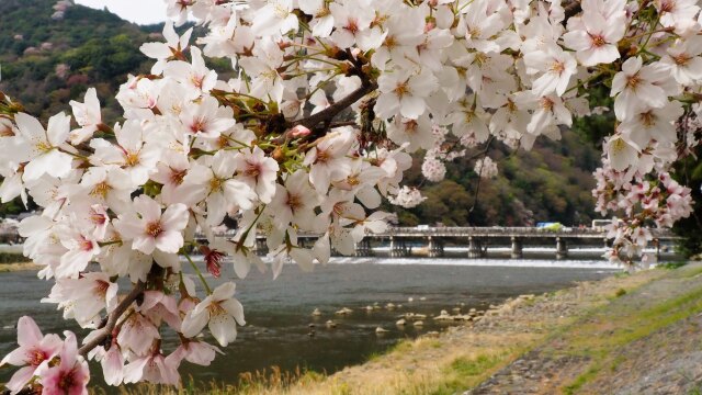 春の嵐山