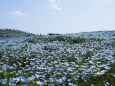 ひたち海浜公園のネモフィラ