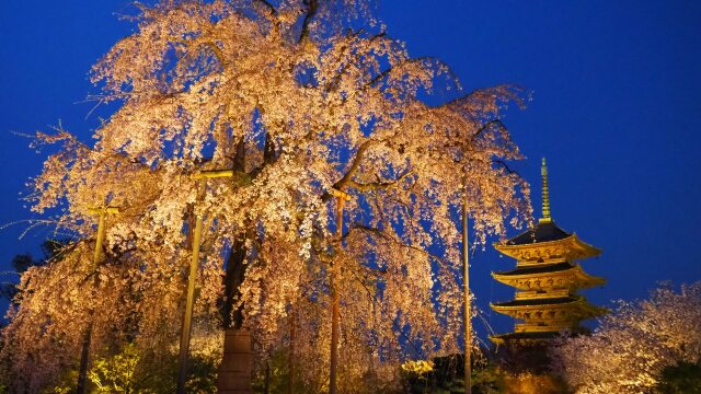 春の夜の東寺