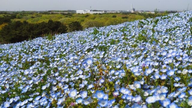 ひたち海浜公園のネモフィラ