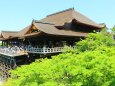 新緑の清水寺