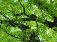 新緑の樹齢千年の大楠