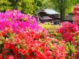 根津神社のツツジ