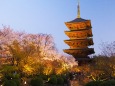 春の東寺