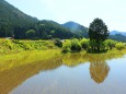 新緑の里山