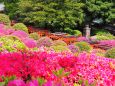 根津神社のツツジ