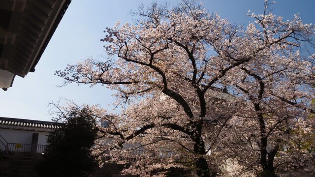 春の大阪城公園