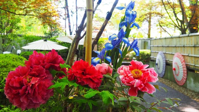 上野東照宮の牡丹