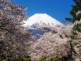 忍野村の桜と富士山