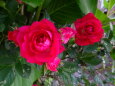 五月の赤いバラ