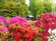 根津神社のツツジ