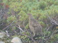 蝶ヶ岳のチビ雷鳥4