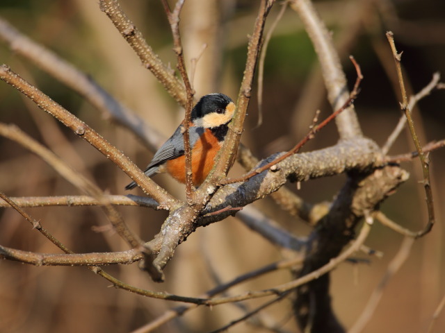 ヤマガラちゃん