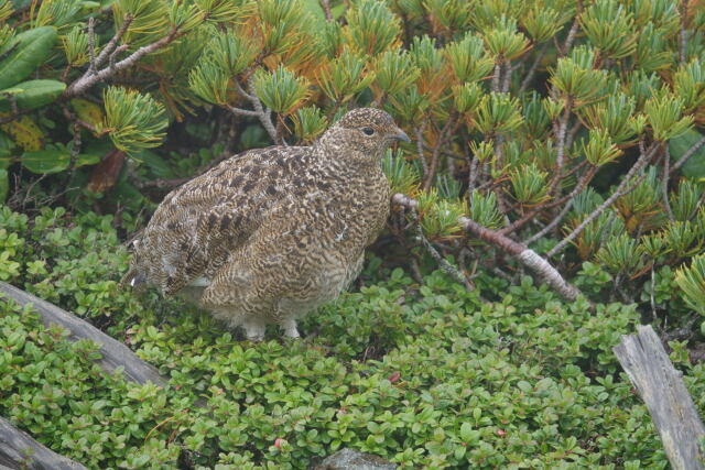 蝶ヶ岳のチビ雷鳥4