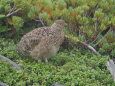 蝶ヶ岳のチビ雷鳥4