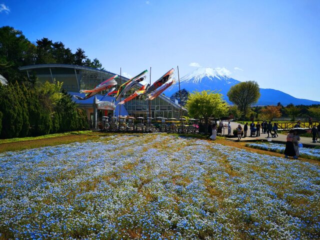 富士山と鯉のぼり
