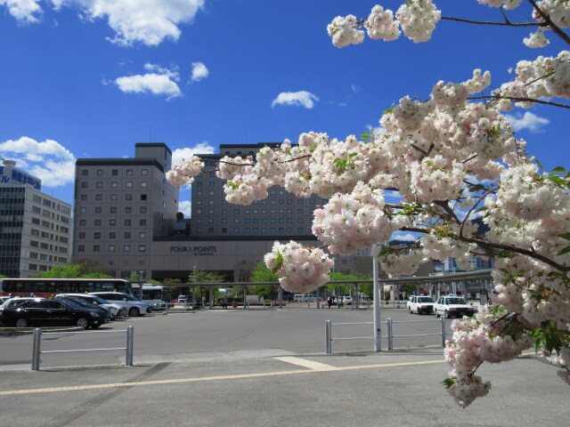 八重桜咲く函館駅前