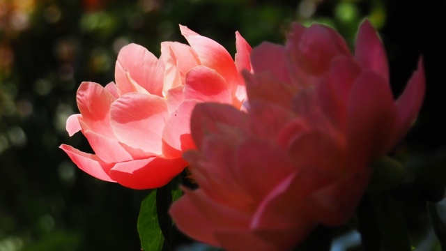 上野東照宮の牡丹