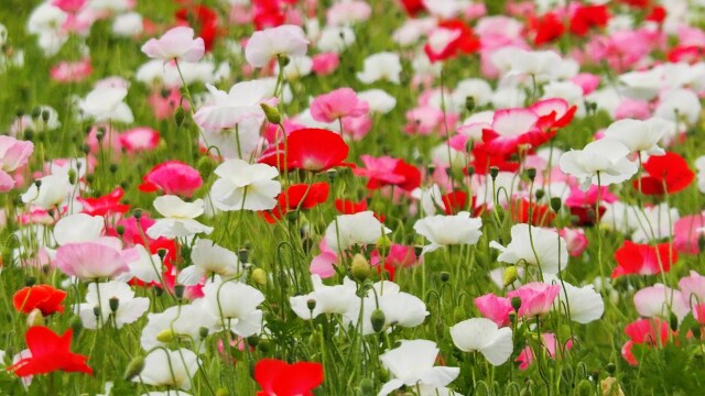 くりはま花の国のポピー
