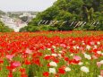 5月のくりはま花の国