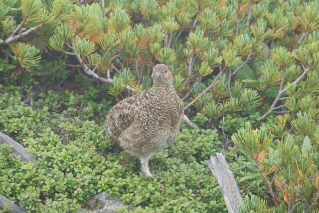 蝶ヶ岳のチビ雷鳥7