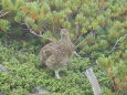 蝶ヶ岳のチビ雷鳥7