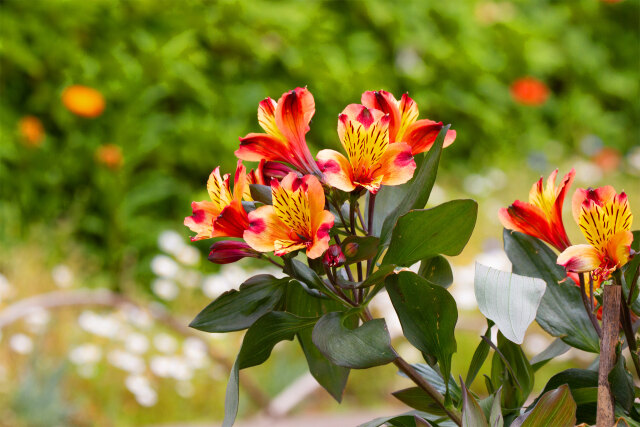 アルストロメリア