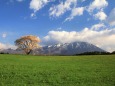 岩手山と一本桜