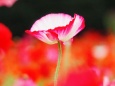 くりはま花の国のポピー