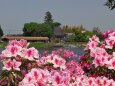 つつじが岡公園のツツジ