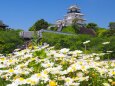 春の掛川城