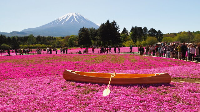 芝桜まつり会場から望む富士山
