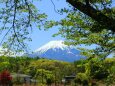 新緑と富士山