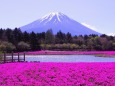 芝桜まつり会場から望む富士山