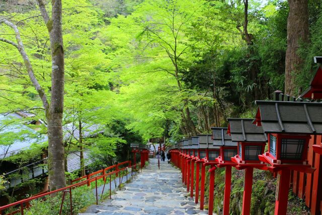 新緑の貴船神社