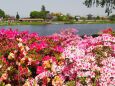 つつじが岡公園のツツジ