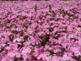 本栖湖リゾートの芝桜