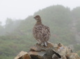 蝶ヶ岳のママ雷鳥