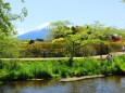 新緑と富士山