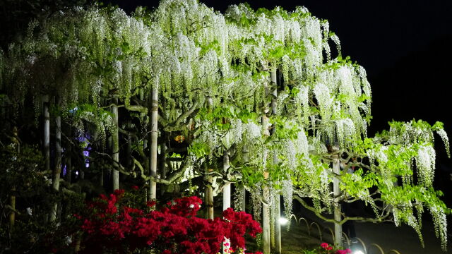 あしかがフラワーパークの藤