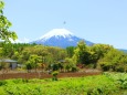 新緑と富士山