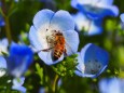 昭和記念公園のネモフィラと蜜蜂