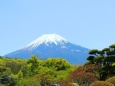 新緑と富士山