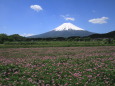 レンゲソウ&富士山